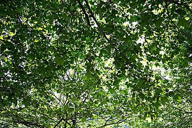 Roguelite塔防游戏《Mayhem Maidens》Steam页面 支持简体中文