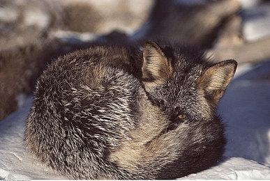 沙盒模拟游戏《花园生活》Steam页面上线 支持简体中文